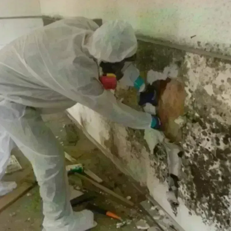 Mold Remediation and Removal in Vinton, TX